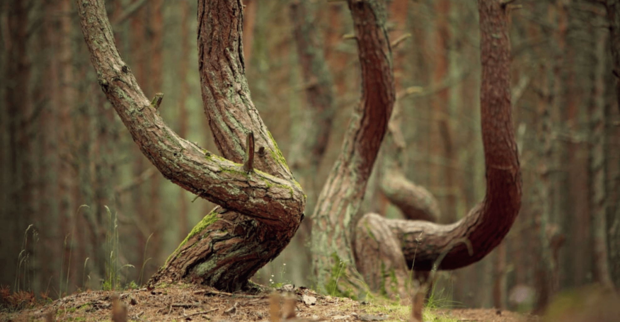 Sights of Kaliningrad 3